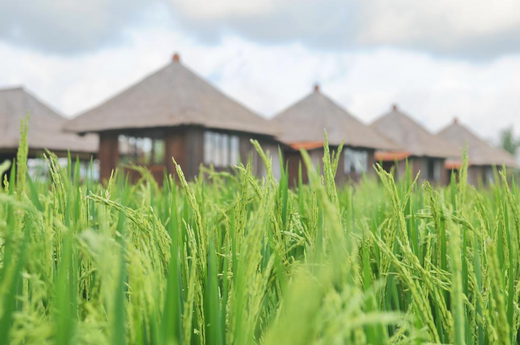 Taman Bintang Villa Ubud Eksteriør billede